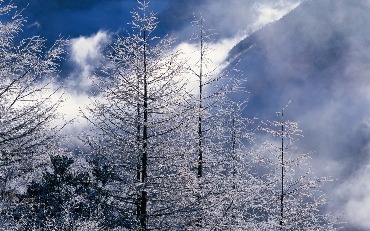 冬天雪景壁紙 #23 - 1280x800