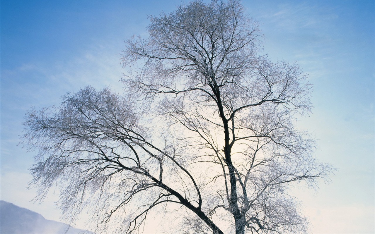 冬天雪景壁紙 #24 - 1280x800