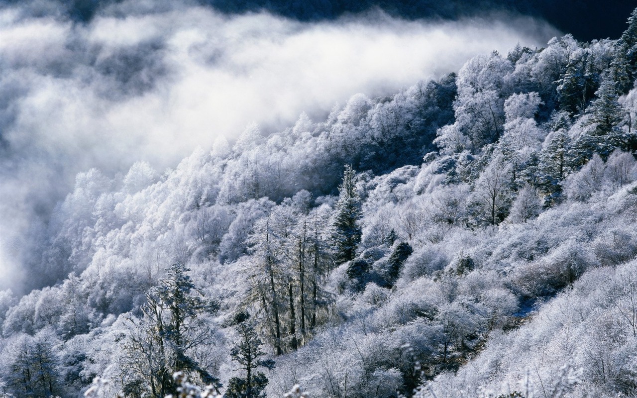 Zimní sníh tapety #28 - 1280x800