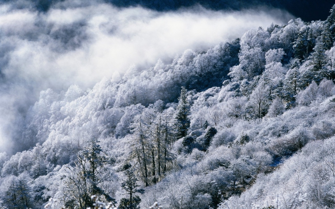 Winter Snow Wallpaper #28 - 1280x800