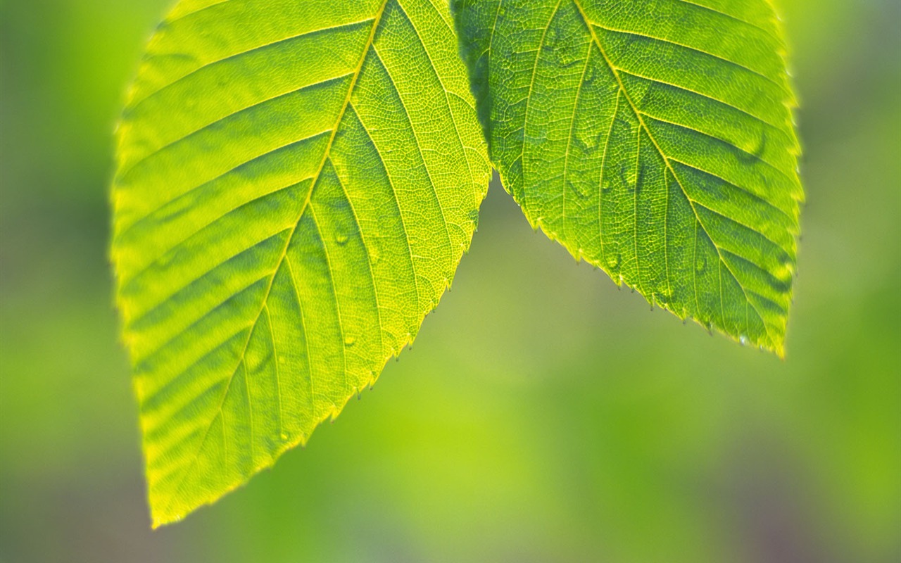 Green leaf photo wallpaper (4) #1 - 1280x800
