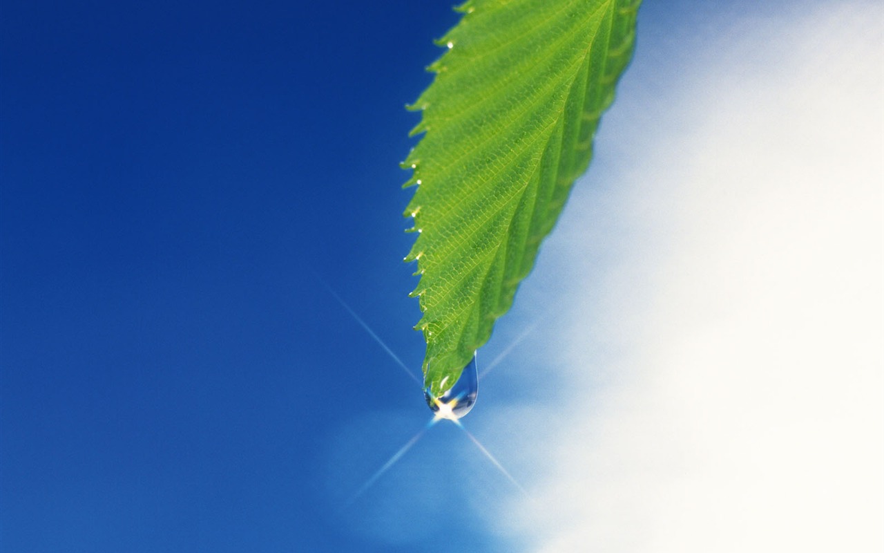 綠葉寫真 壁紙(四) #2 - 1280x800