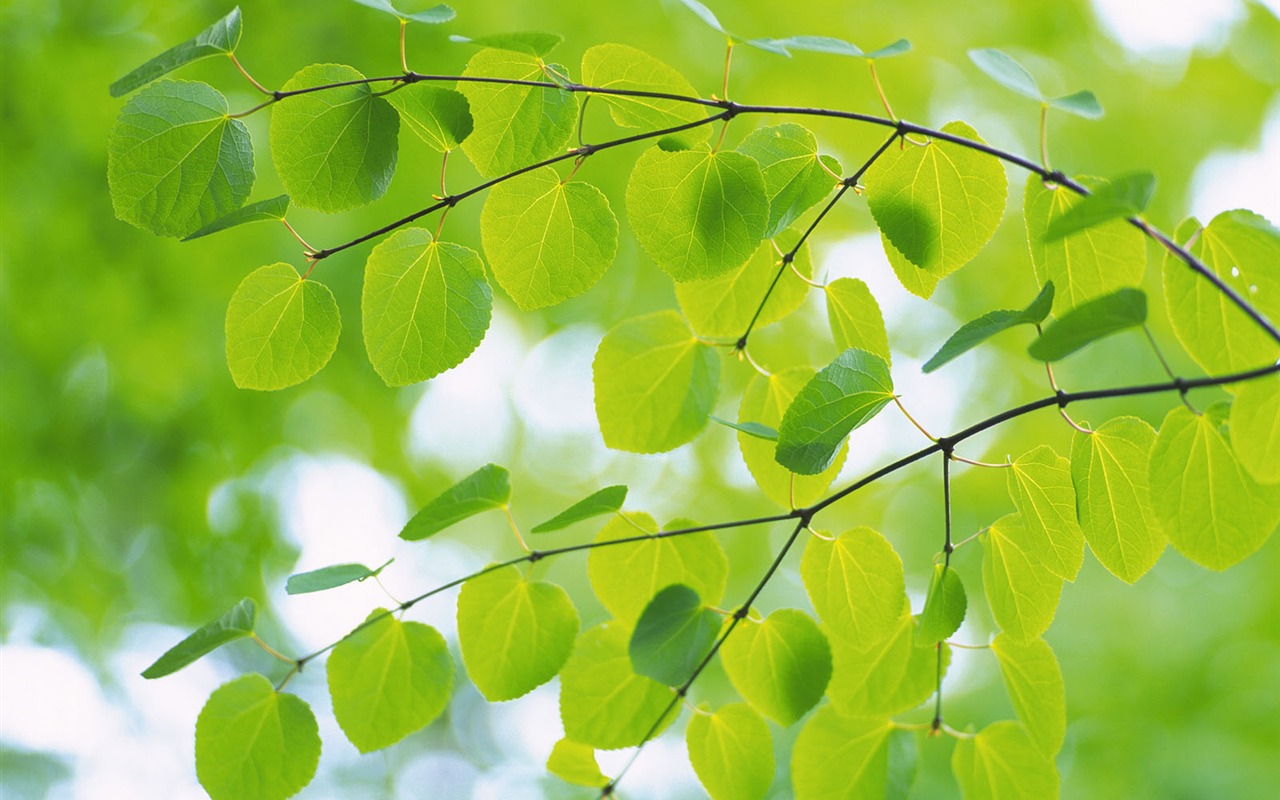 Green leaf photo wallpaper (4) #6 - 1280x800
