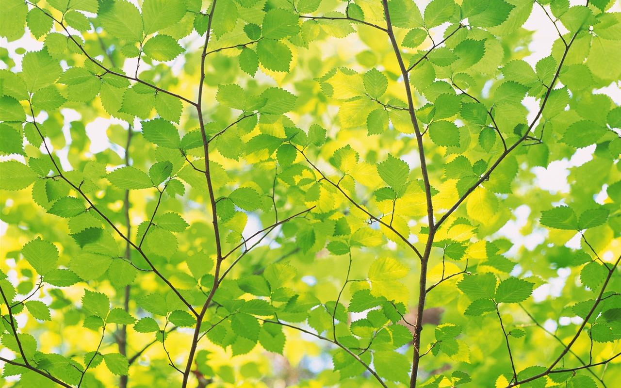 녹색 잎 사진 벽지 (4) #9 - 1280x800