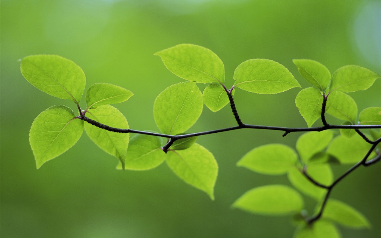 Green leaf photo wallpaper (4) #14 - 1280x800