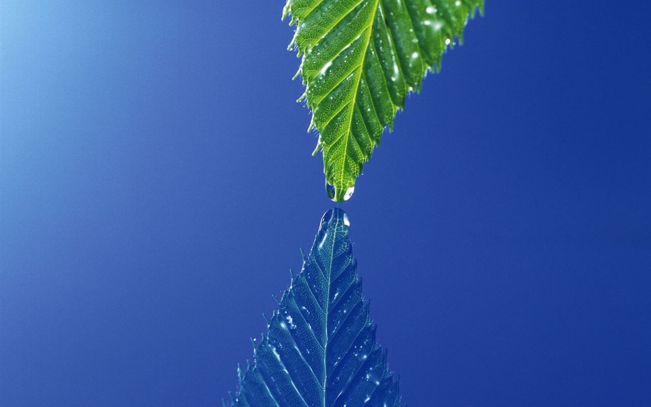 Green leaf photo wallpaper (4) #15 - 1280x800