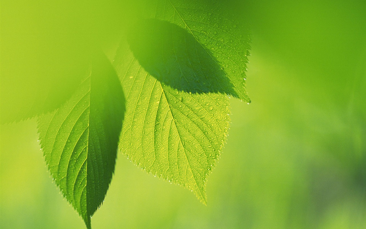 Green leaf photo wallpaper (4) #16 - 1280x800