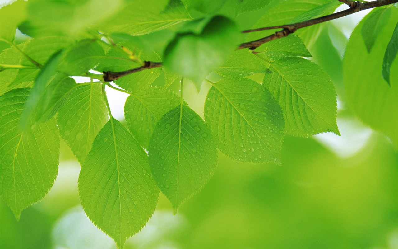 Green leaf photo wallpaper (4) #18 - 1280x800