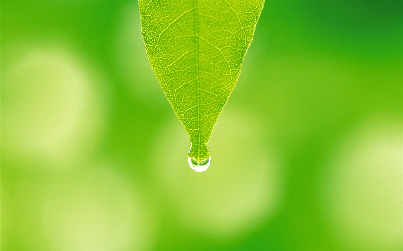 Green leaf photo wallpaper (5) #2 - 1280x800