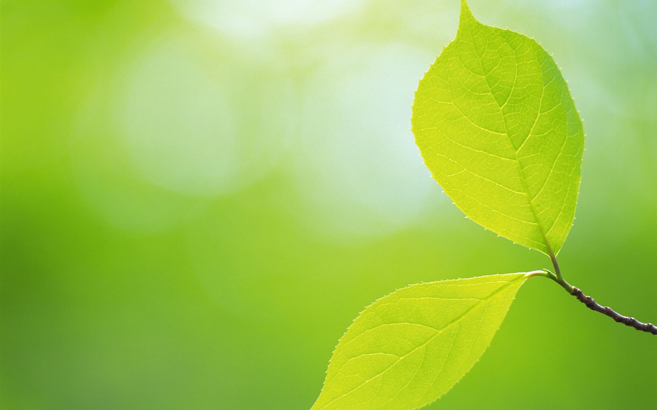 Green leaf photo wallpaper (5) #3 - 1280x800