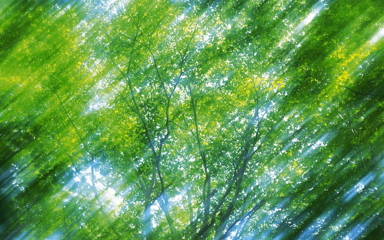 Zelená listová foto tapetu (5) #5 - 1280x800