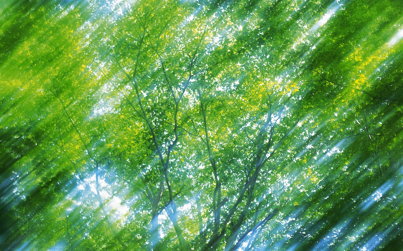 綠葉寫真 壁紙(五) #5 - 1280x800