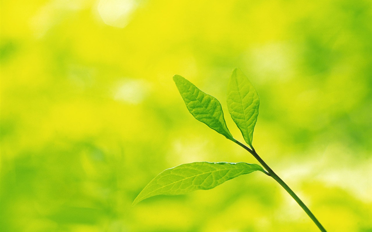 Green leaf photo wallpaper (5) #7 - 1280x800