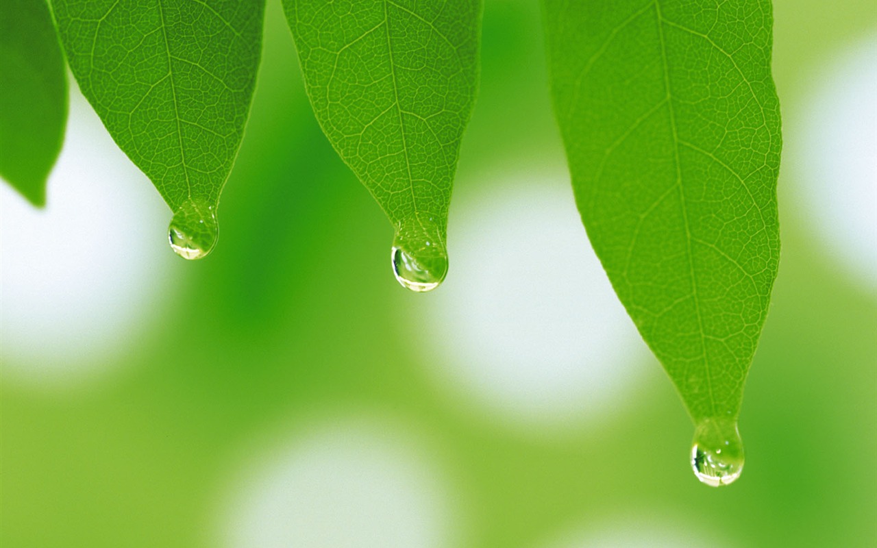 Green leaf photo wallpaper (5) #9 - 1280x800