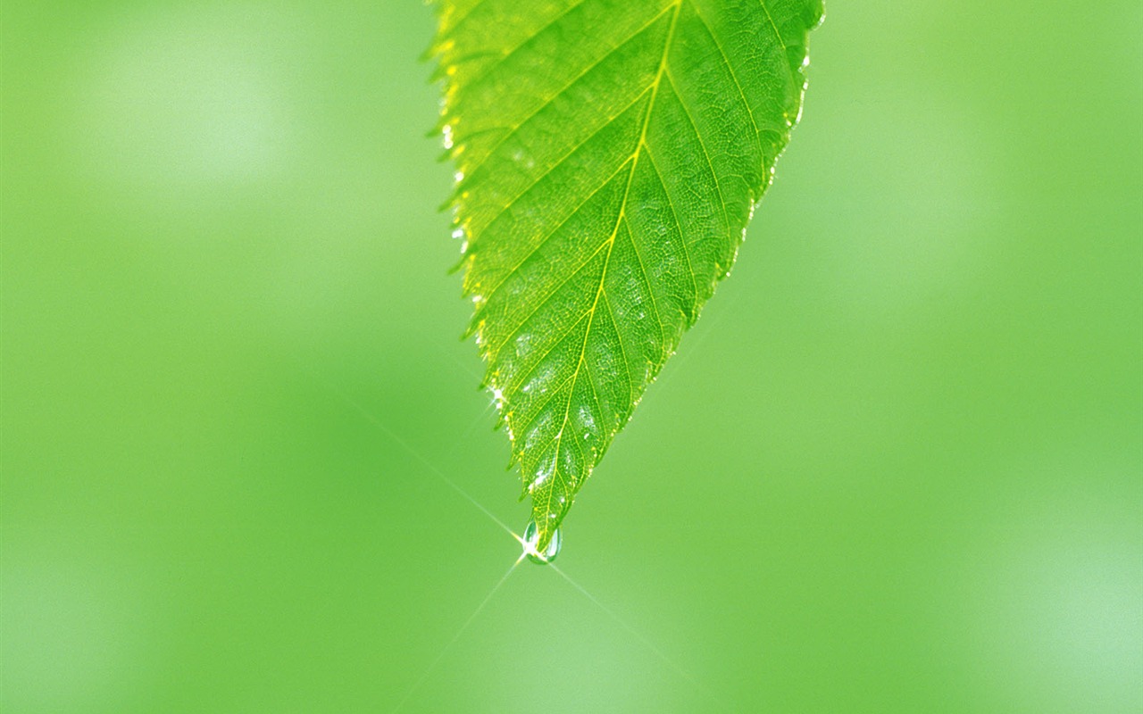 Fondos de escritorio de hoja verde de fotos (5) #10 - 1280x800