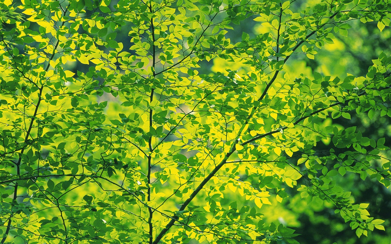녹색 잎 사진 벽지 (5) #11 - 1280x800