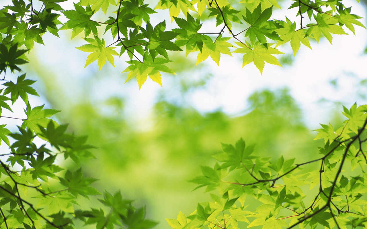 Green leaf photo wallpaper (5) #12 - 1280x800