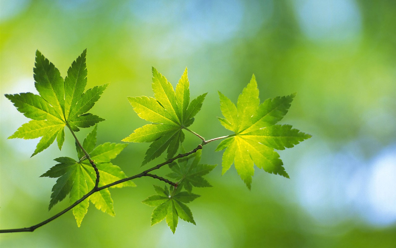 Green leaf photo wallpaper (5) #14 - 1280x800