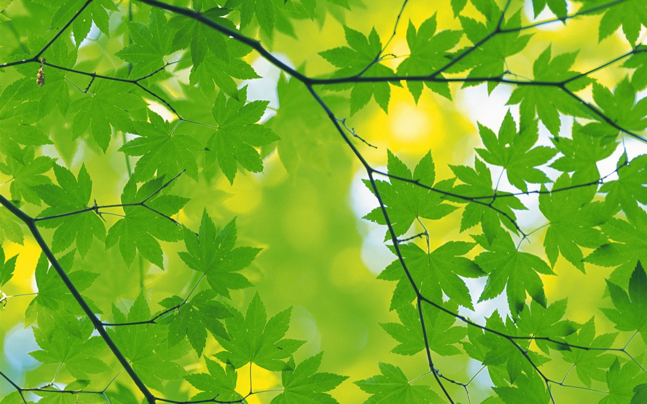 녹색 잎 사진 벽지 (5) #17 - 1280x800