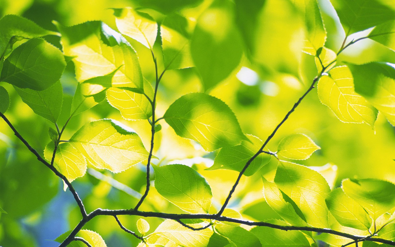Green leaf photo wallpaper (5) #18 - 1280x800