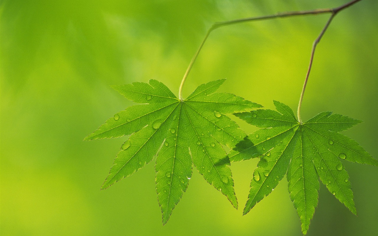 Green leaf photo wallpaper (5) #20 - 1280x800