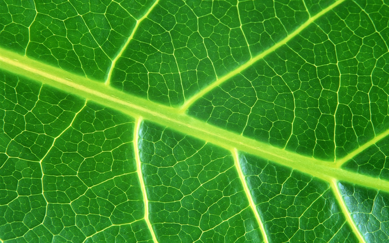 Green leaf photo wallpaper (6) #1 - 1280x800