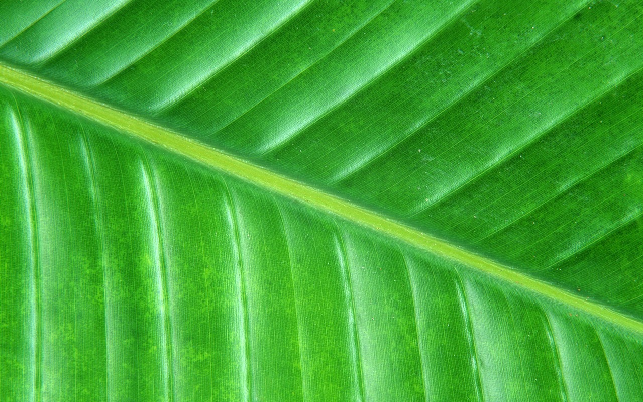 Green leaf photo wallpaper (6) #2 - 1280x800
