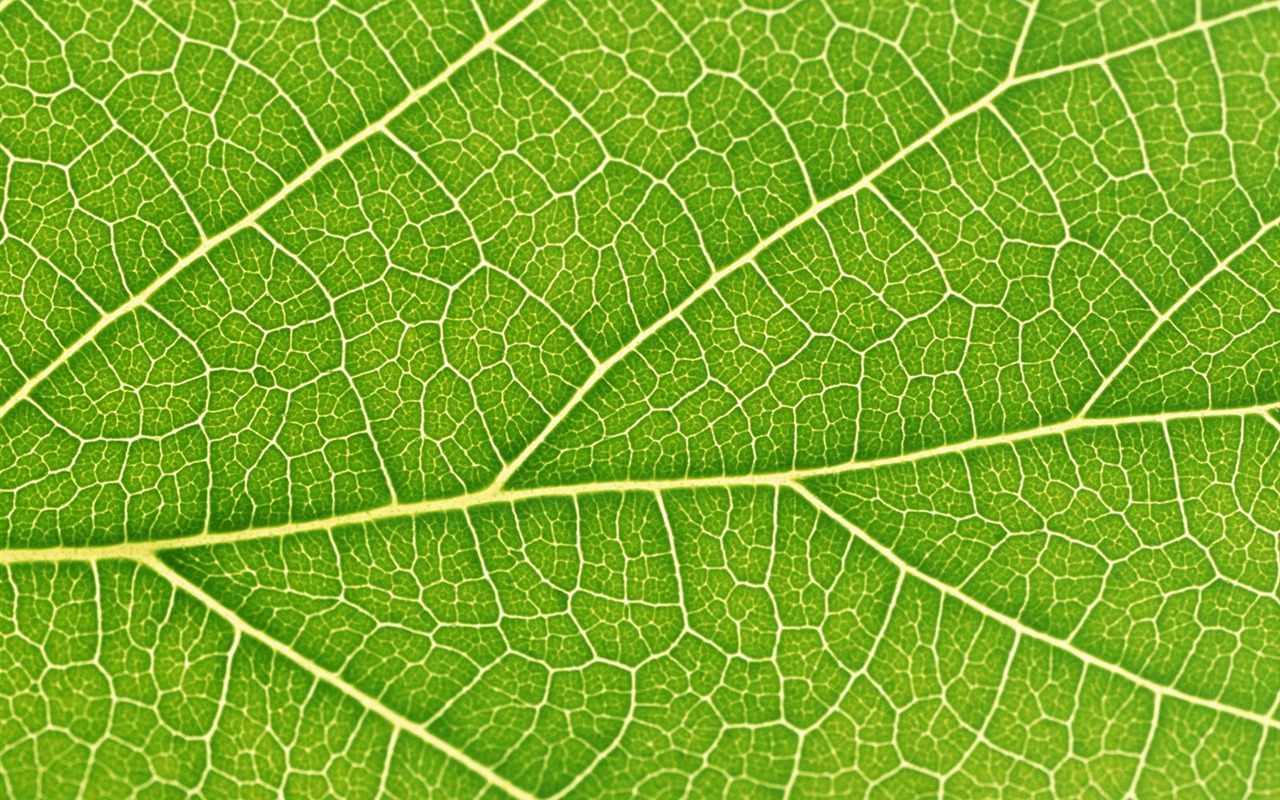 Green leaf photo wallpaper (6) #3 - 1280x800
