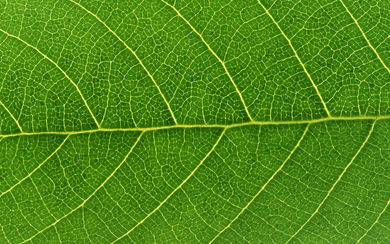 Green leaf photo wallpaper (6) #4 - 1280x800