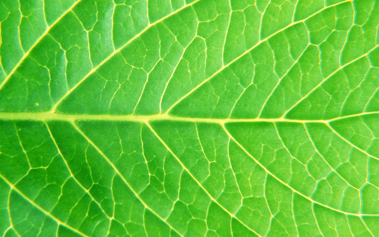 Green leaf photo wallpaper (6) #5 - 1280x800