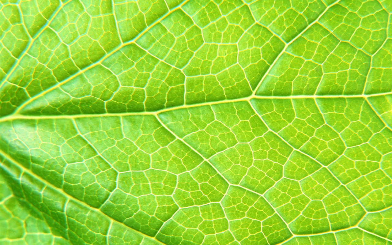 Green leaf photo wallpaper (6) #6 - 1280x800