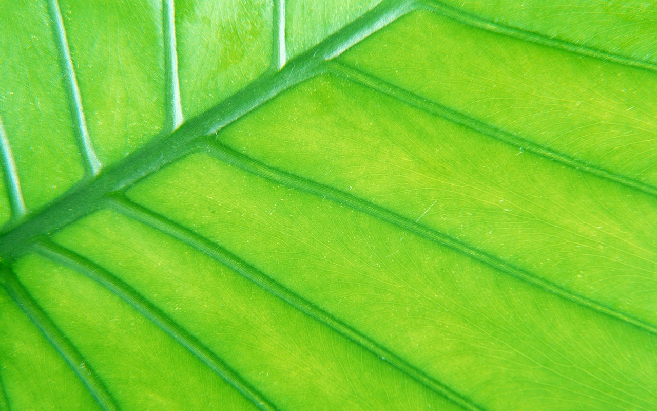 Green leaf photo wallpaper (6) #7 - 1280x800