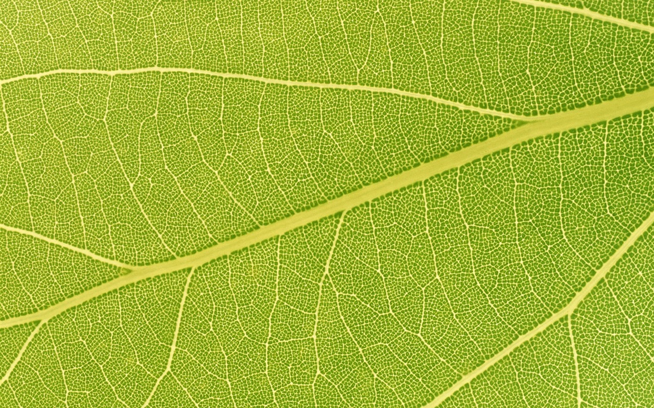 Green leaf photo wallpaper (6) #9 - 1280x800