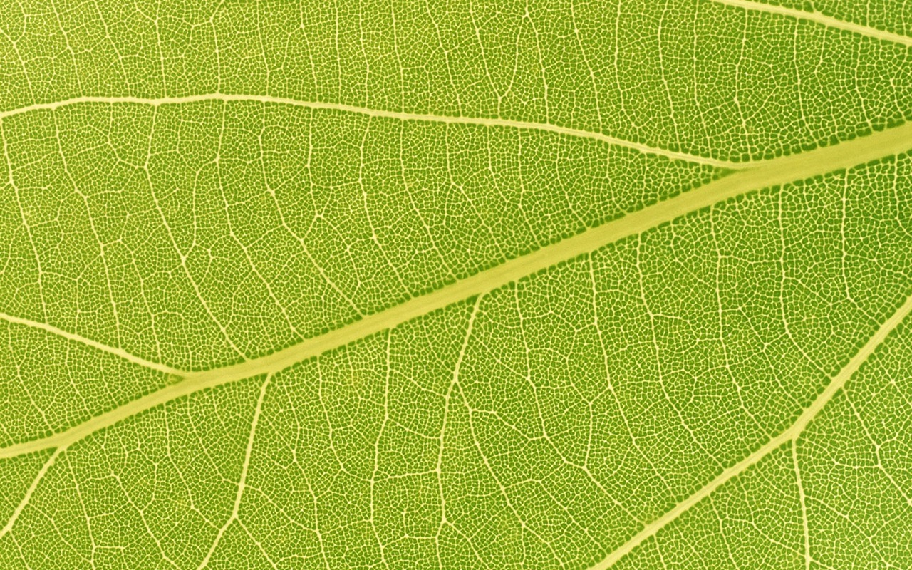 Zelená listová foto tapetu (6) #9 - 1280x800
