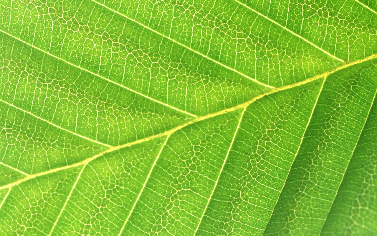 Green leaf photo wallpaper (6) #11 - 1280x800