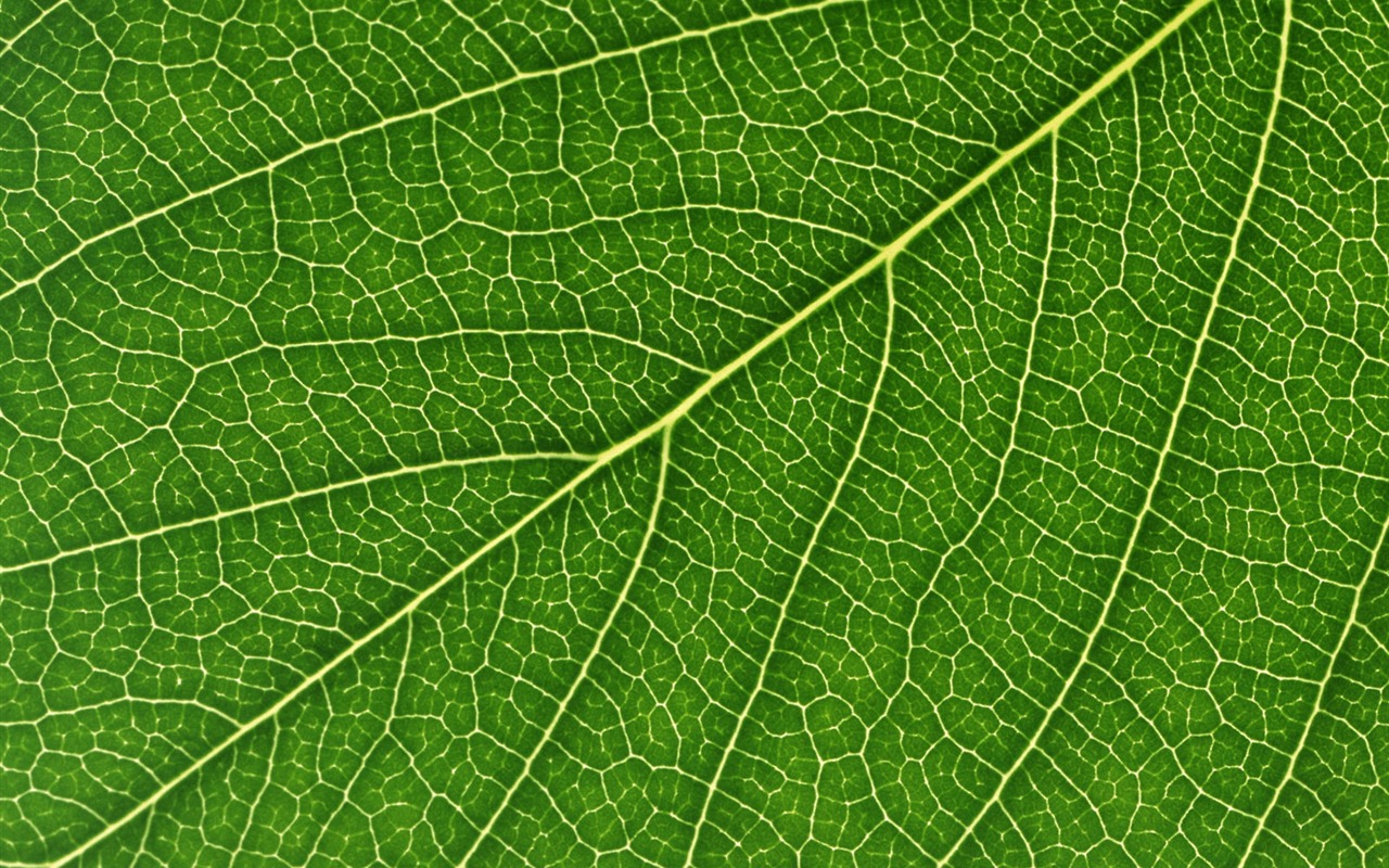 Green leaf photo wallpaper (6) #12 - 1280x800