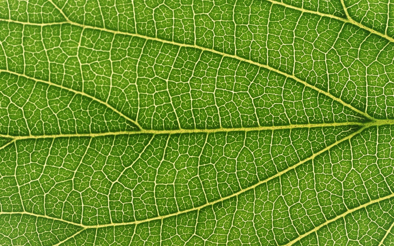 Green leaf photo wallpaper (6) #13 - 1280x800