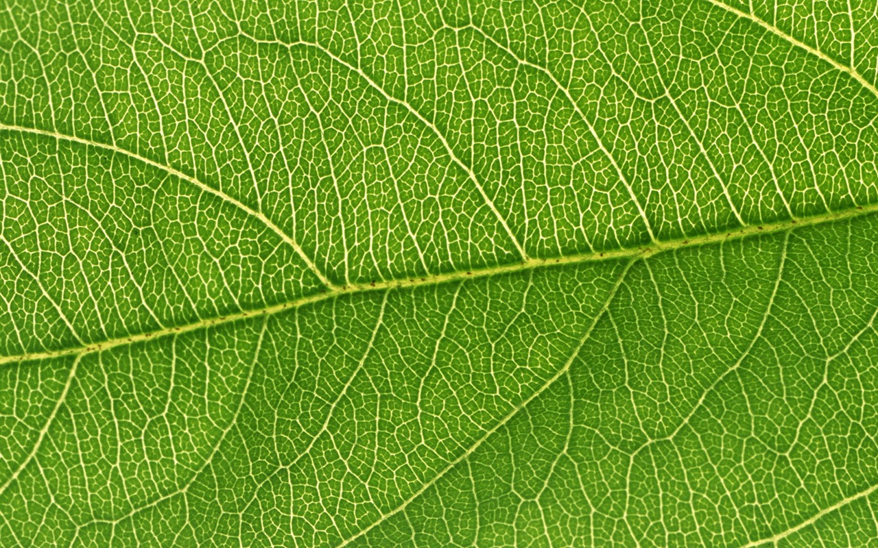 Green leaf photo wallpaper (6) #14 - 1280x800