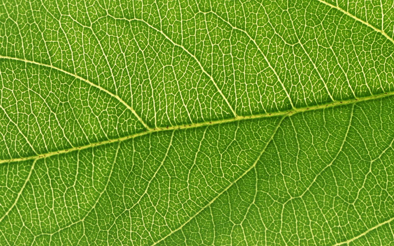 Zelená listová foto tapetu (6) #14 - 1280x800