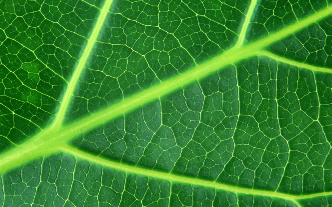 Green leaf photo wallpaper (6) #15 - 1280x800