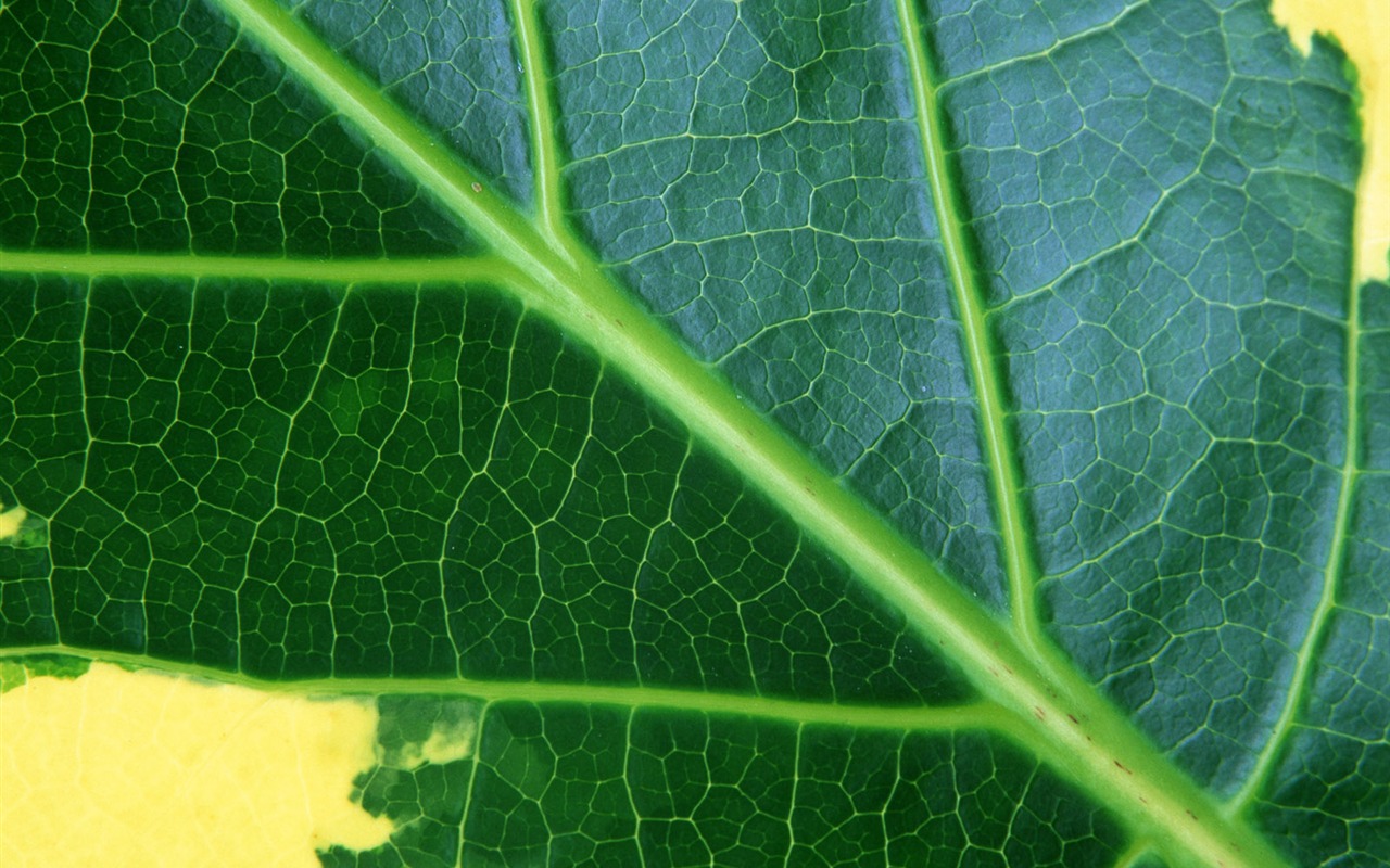 Green leaf photo wallpaper (6) #16 - 1280x800