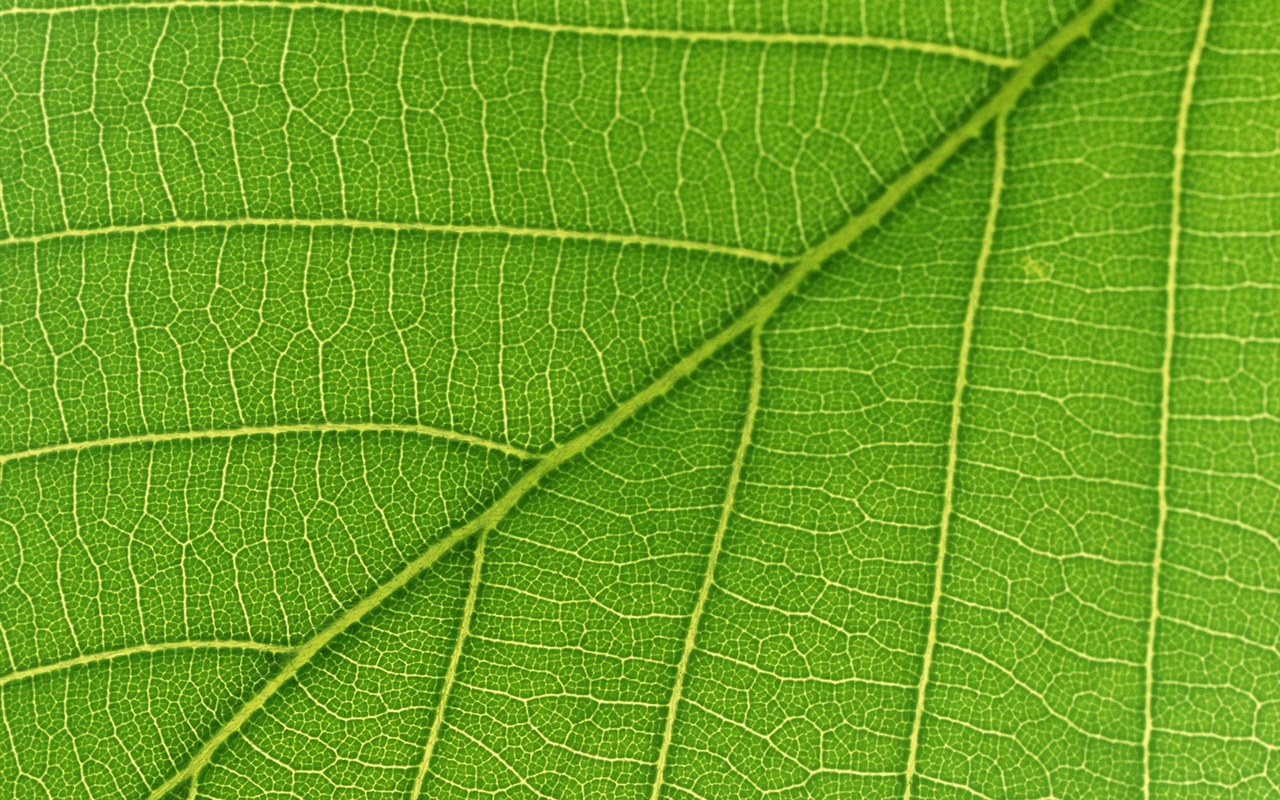 Green leaf photo wallpaper (6) #17 - 1280x800