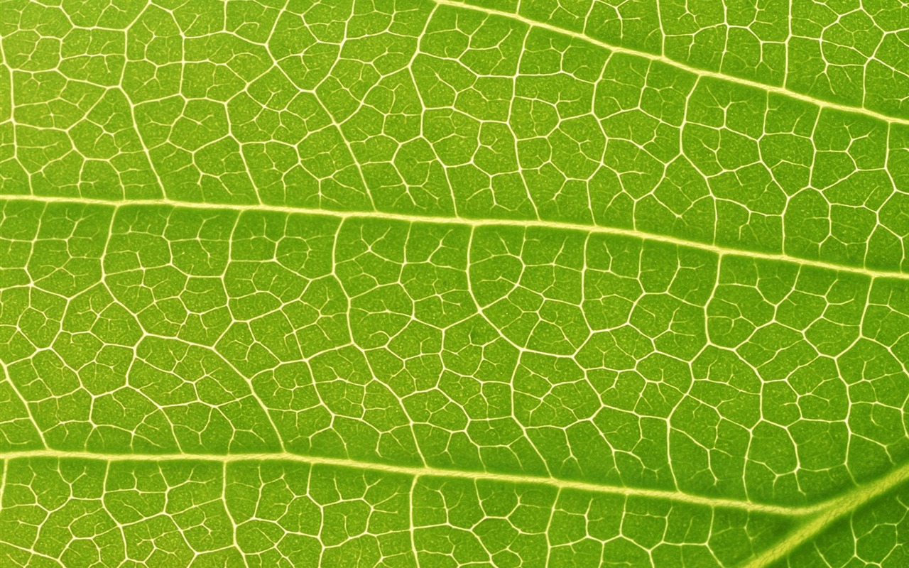 Green leaf photo wallpaper (6) #19 - 1280x800