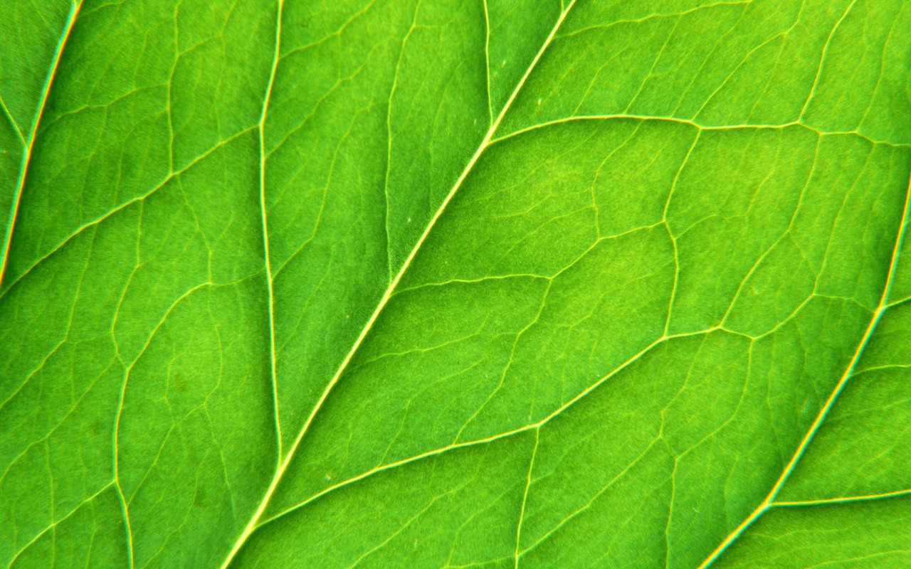 Green leaf photo wallpaper (6) #20 - 1280x800