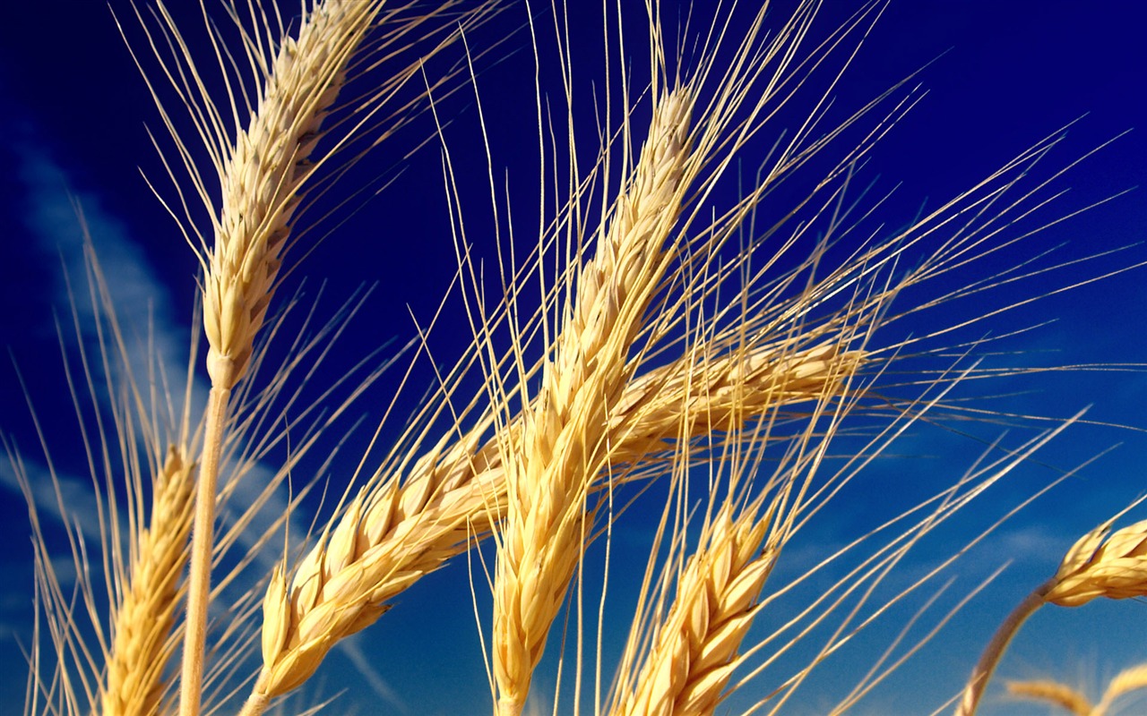 Wheat wallpaper (1) #5 - 1280x800