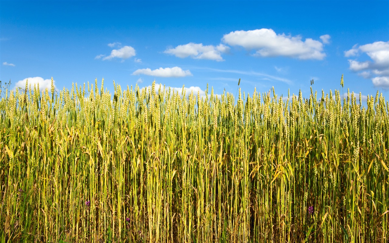 Wheat wallpaper (1) #6 - 1280x800