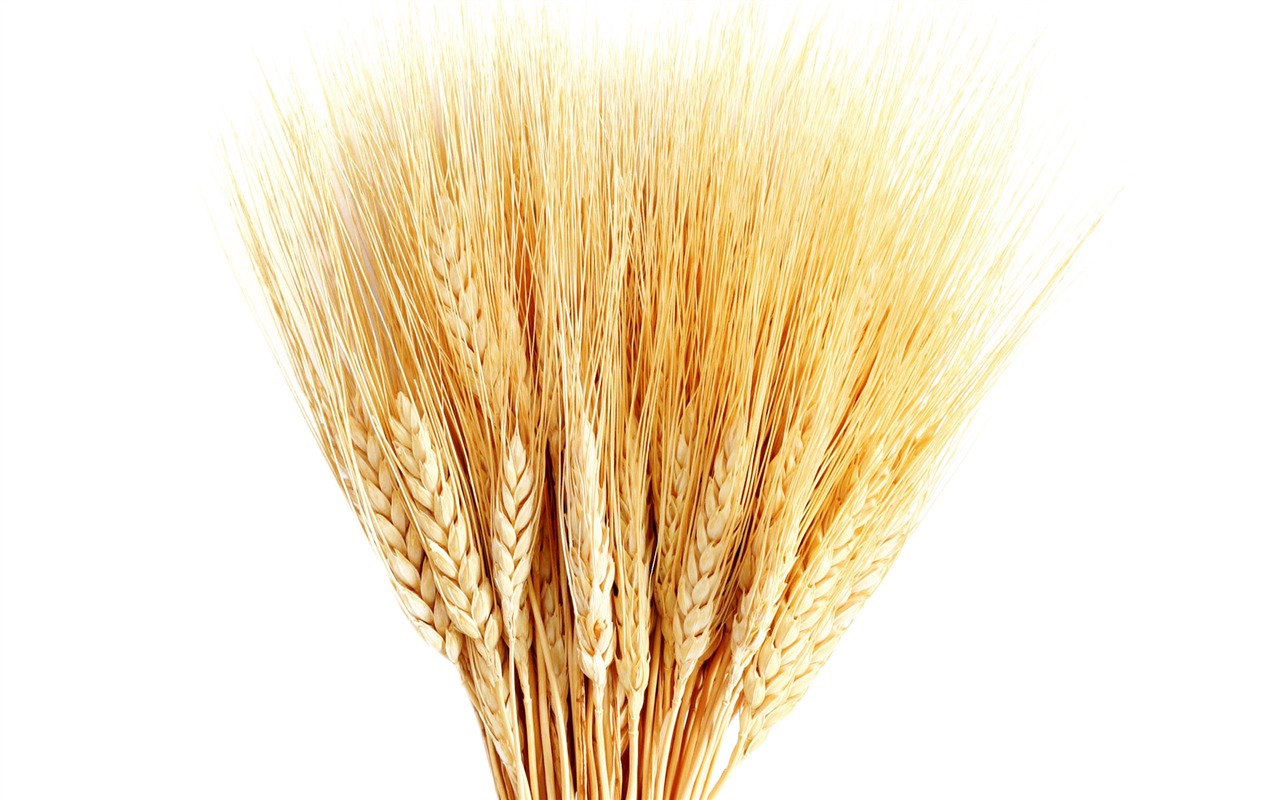 Fond d'écran du blé (1) #11 - 1280x800