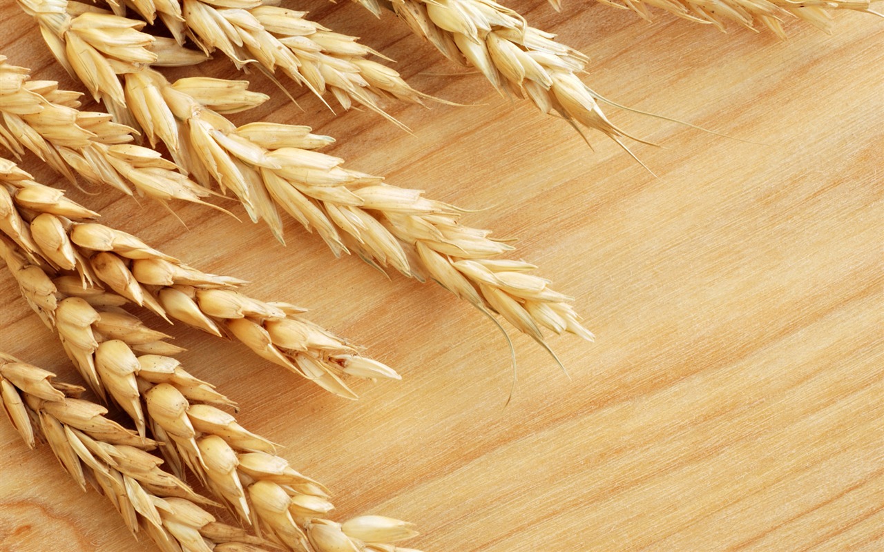 Wheat wallpaper (1) #16 - 1280x800