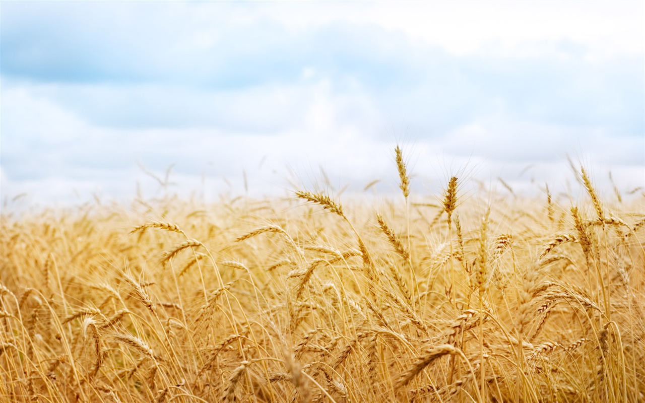 Wheat wallpaper (1) #17 - 1280x800