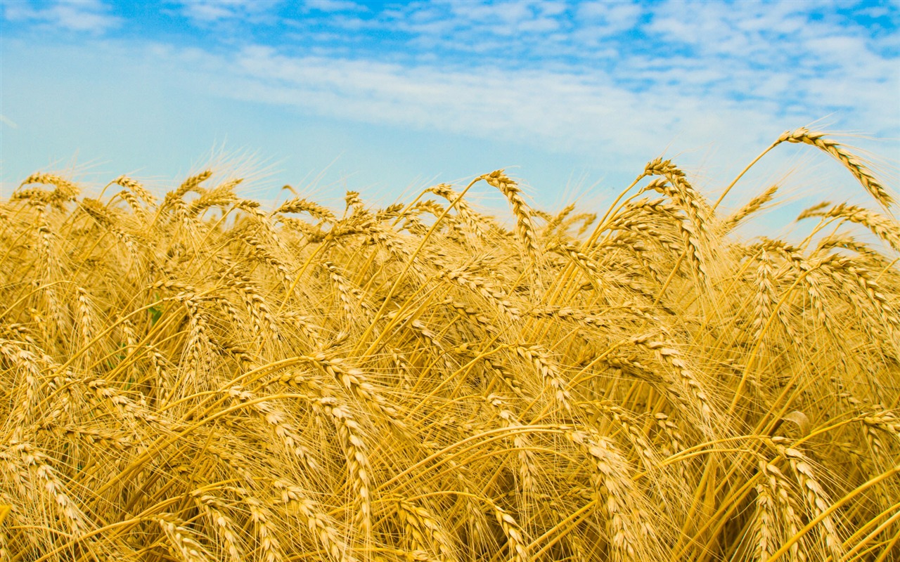 Wheat wallpaper (1) #18 - 1280x800